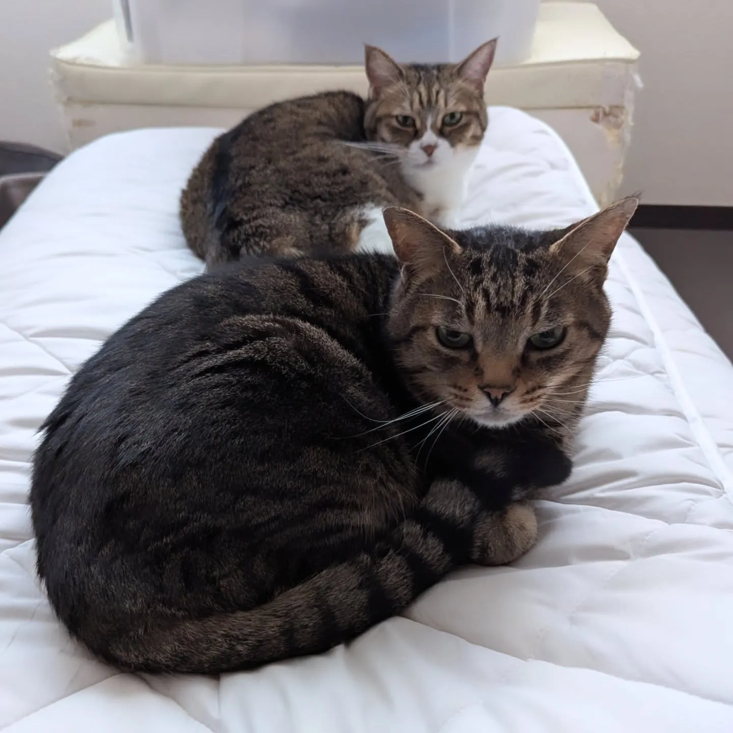 【窓】ハウスクリーニング