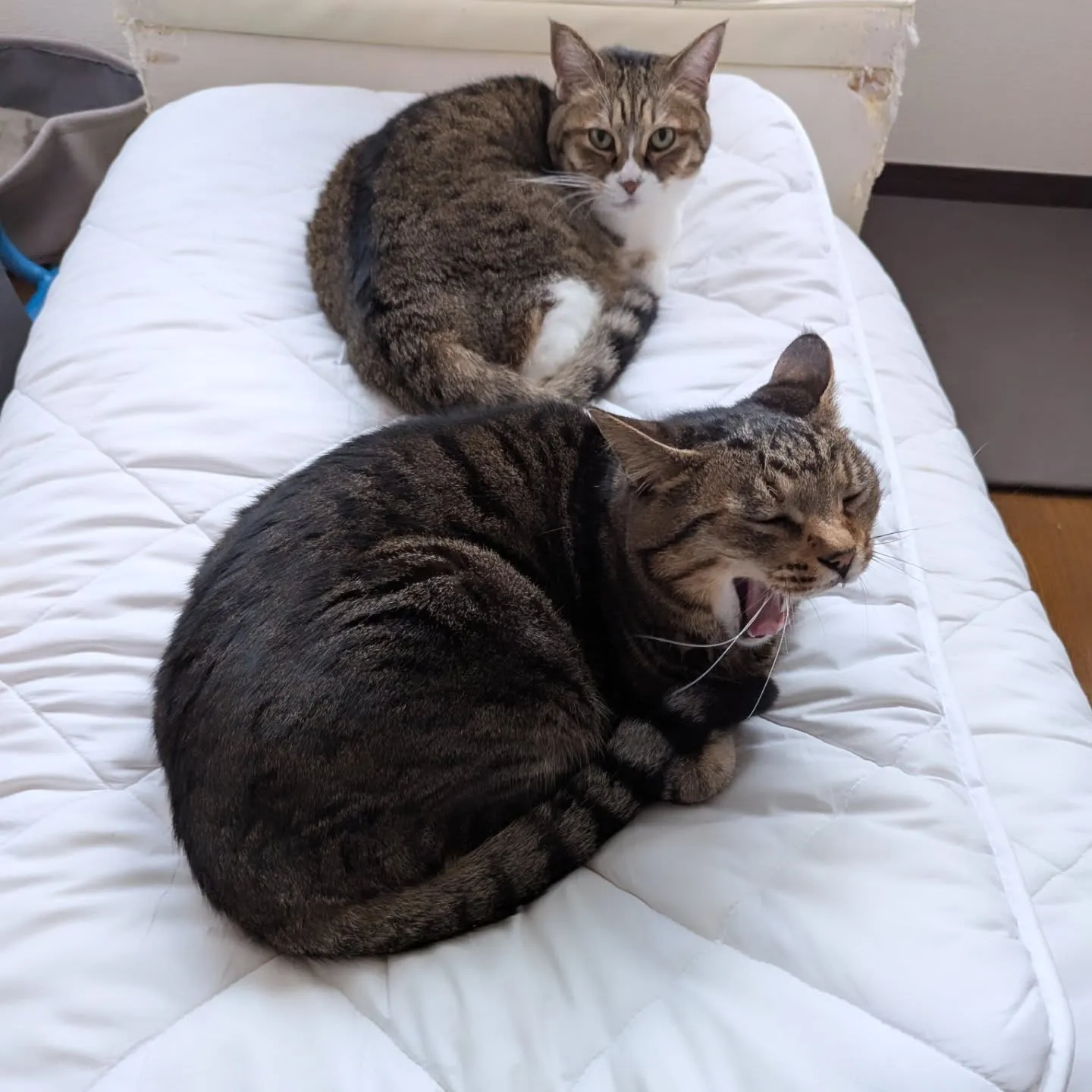 【窓】ハウスクリーニング