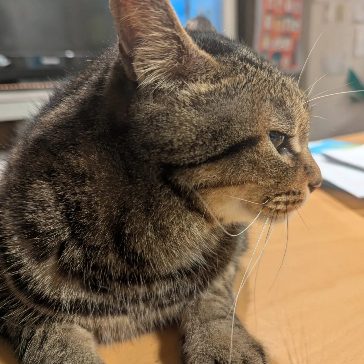 いつもありがとうございます🐱