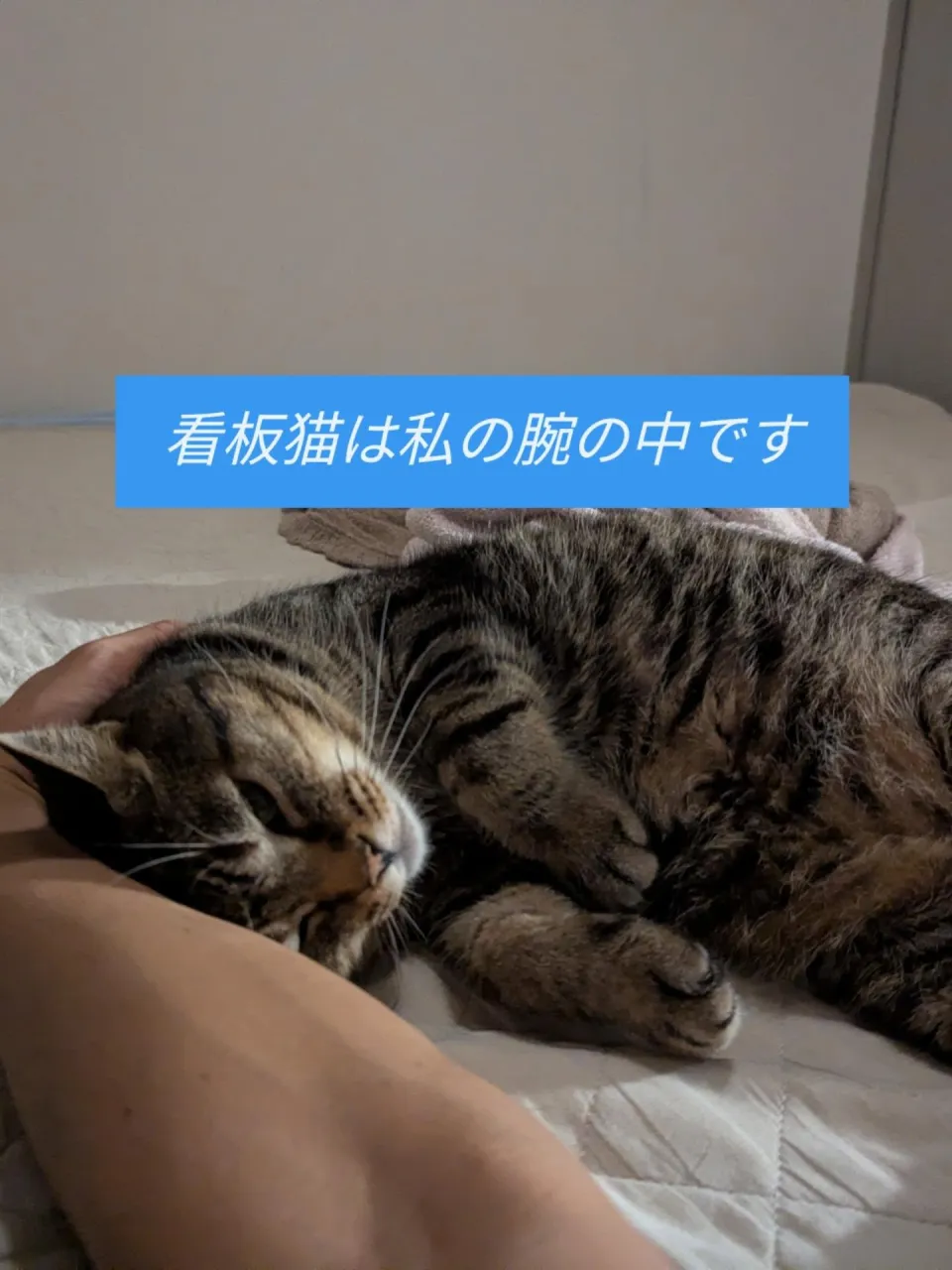 ハウスクリーニング【埼玉】