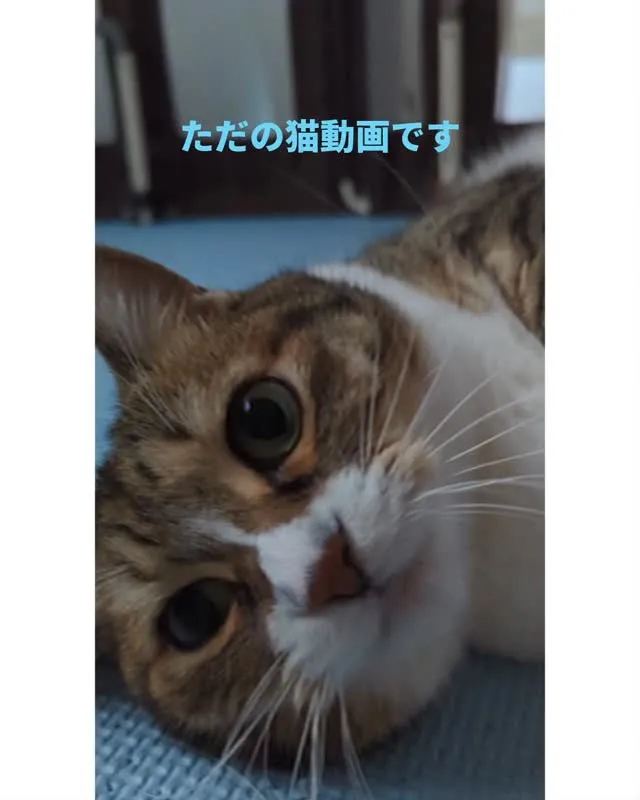 いつもありがとうございます🐱